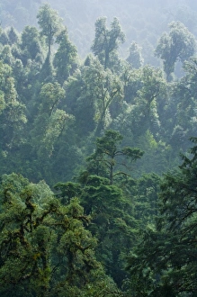 Bhutanese Prints: Forest, Phobjikha Valley, Bhutan