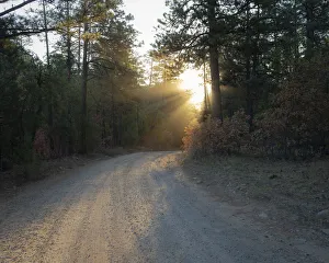 Dirt Road Prints: Forest Roads at sunrise, Manzano Mountain Wilderness, Cibola National Forest, New Mexico