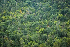 Virginia Prints: Forest, Shenandoah, Blue Ridge Parkway, Smoky Mountains, USA