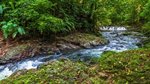 Prints of Forest stream in Corcovado National Park, Puntarenas Province, Costa Rica Images Dated 2024 October: Forest stream in Corcovado National Park, Puntarenas Province, Costa Rica