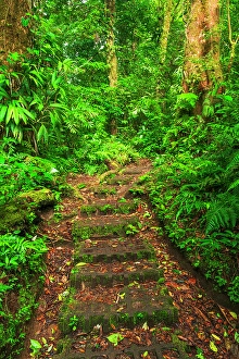 Costa Rica Prints: Forest trail at the Monte Verde Cloud Forest Preserve, Alajuela Province, Costa Rica