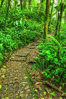 Costa Rica Prints: Forest trail at the Monte Verde Cloud Forest Preserve, Alajuela Province, Costa Rica