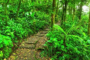 Costa Rica Prints: Forest trail at the Monte Verde Cloud Forest Preserve, Alajuela Province, Costa Rica