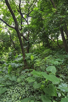Guangzhou Prints: forest trail, Yuexiau Park, Guangzhou, China