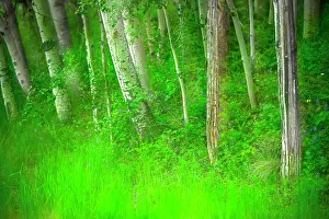 Images Dated 26th November 2022: Forest of trees and grasses, Creative composite with soft focus