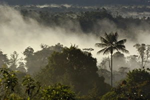 Images Dated 30th July 2006: Forest vegetation in the Western Slope of the Andes Cloud Forest. San Isidro Cloud