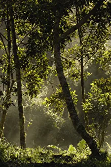 Images Dated 30th July 2006: Forest vegetation in the Western Slope of the Andes Cloud Forest. San Isidro Cloud