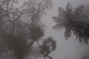 Images Dated 27th July 2005: Forest vegetation in the Western Slope of the Andes Cloud Forest. Mindo Cloud Forest