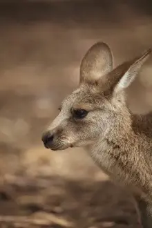 Marsupial Prints: Forester Kangaroo ( Macropus giganteus tasmaniensis ), Tasman Peninsula, Southern Tasmania