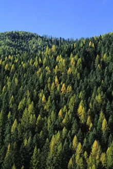 Forestry mountain with trees of different colors in Idaho USA
