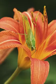 Images Dated 24th June 2004: Fork-tailed Bush Katydid on hybrid daylily, Scudderia furcata Fork-tailed