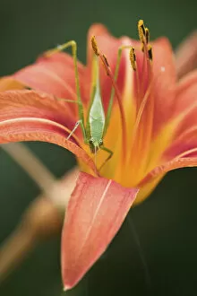 Images Dated 24th June 2004: Fork-tailed Bush Katydid on hybrid daylily, Scudderia furcata Fork-tailed
