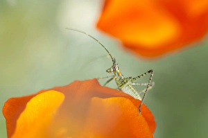 Bizarre Prints: Fork-tailed bush katydid nymph on California poppy, Los Angeles, California