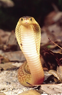 David Northcott Prints: Formosa Island Cobra, Naja naja atra, Native to Formosa Island