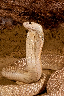 Cobra Prints: Formosan Cobra, Naja naja formosa, Native to Ceylon