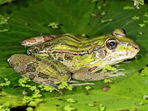 Images Dated 2022 August: Forrer's Grass Frog, Forrer's Leopard Frog, Costa Rica