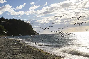 Landscape-Scenic Prints: Fort Worden State Park, Post Townsend, Washington State