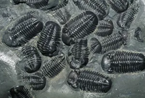 Science Prints: Fossil Trilobites, (Phacops rana), Devonian, Ontario, Canada