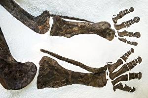 Bone Prints: Fossilized dinosaur bones at the Museum of Natural History, New York City, New York, USA