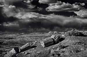 Hard Prints: Fossilized and petrified trees are scattered throughout the Crystal Forest, Petrified