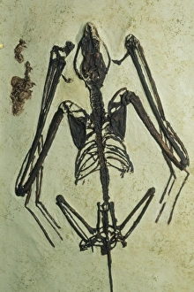Remain Prints: Fossils, the oldest known bat fossil, found in Wyoming