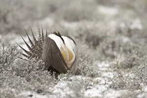 Foster Flats, Oregon, a Greater Sage Grouse (Centrocercus urophasianus) displaying