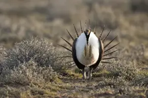 Images Dated 30th March 2005: Foster Flats, Oregon, a Greater Sage Grouse (Centrocercus urophasianus) displaying