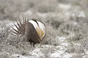 Grouse Prints: Foster Flats, Oregon, a Greater Sage Grouse (Centrocercus urophasianus) displaying