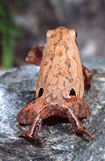 Four-eyed Narrow Mouth Toad Kalophrynus pleurostigma Native to Southern Malaysia