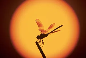 Insecta Prints: Four-spotted Pennant