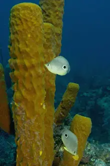 Barrier Reef Prints: Foureye Butterflyfish (Chaetodon capistratus) picking at tube sponges Hol Chan Marine Preserve