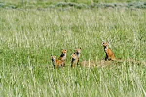 Saratoga Prints: Fox pups hanging out by den, near Saritoga, Wyoming