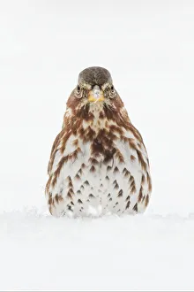 Fox Sparrow foraging in snow