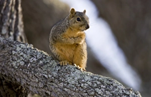 Squirrel Prints: Fox Squirrel on oak branch, Welder Ranch, Coastal Texas
