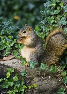 Fox squirrel with walnut in Defiance Ohio