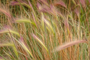 Grasses Prints: Fox-tail Barley, Hordeum jubatum, roadside, Routt National Forest, Colorado, USA