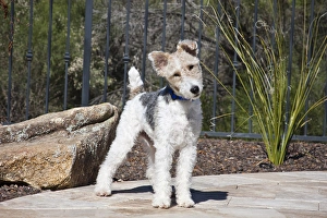 Collar Prints: A Fox Terrier puppy standing on a patio next to a rock