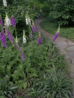 Blooms Prints: Foxglove Garden Path