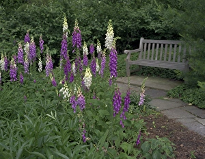 Blooms Prints: Foxglove Garden Path with Bench