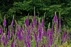 Images Dated 9th July 2018: Foxglove, south side, Mount St. Helens National Monument, Washington State, USA