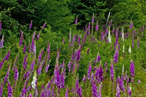 Foxglove, south side, Mount St. Helens National Monument, Washington State, USA