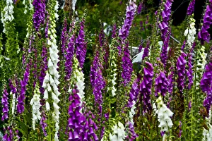 Foxglove, southern side, Mount St. Helens National Volcanic Monument, Washington State, USA Foxglove, southern side, Mount St. Helens National Volcanic Monument, Washington State, USA