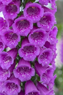 Images Dated 11th May 2015: Foxglove, USA
