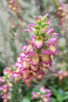 Images Dated 11th May 2015: Foxglove, USA