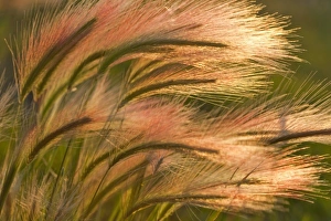 Weed Prints: Foxtail barley backlit near East Glacier, Montana