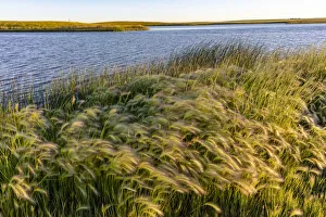 Images Dated 30th June 2018: Foxtail barley along Medicine Lake National Wildlife Refuge, Montana, USA