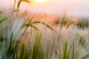 North Dakota Prints: Foxtail barley near Regent, North Dakota, USA