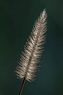 Images Dated 2019 October: Foxtail grass