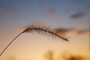 Images Dated 12th April 2011: Foxtail grass silhouetted at sunset, Kentucky