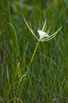 The fragrant alligator lily, Hymenocallis palmeri, is a perennial flower found in open wetlands